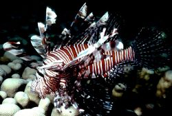 'ZEBRA FIREFISH' Known by a variety of names throughout t... by Rick Tegeler 